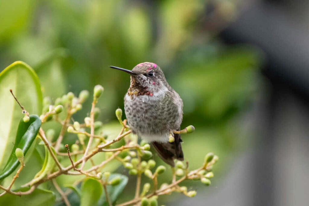 Vibrant Hummingbird Close-Up: Serene Natural Background Wallpaper