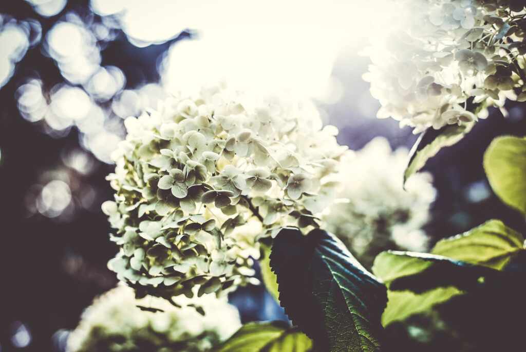 Serene Hydrangea Wallpaper: Close-Up of Delicate Petals in Natural Light