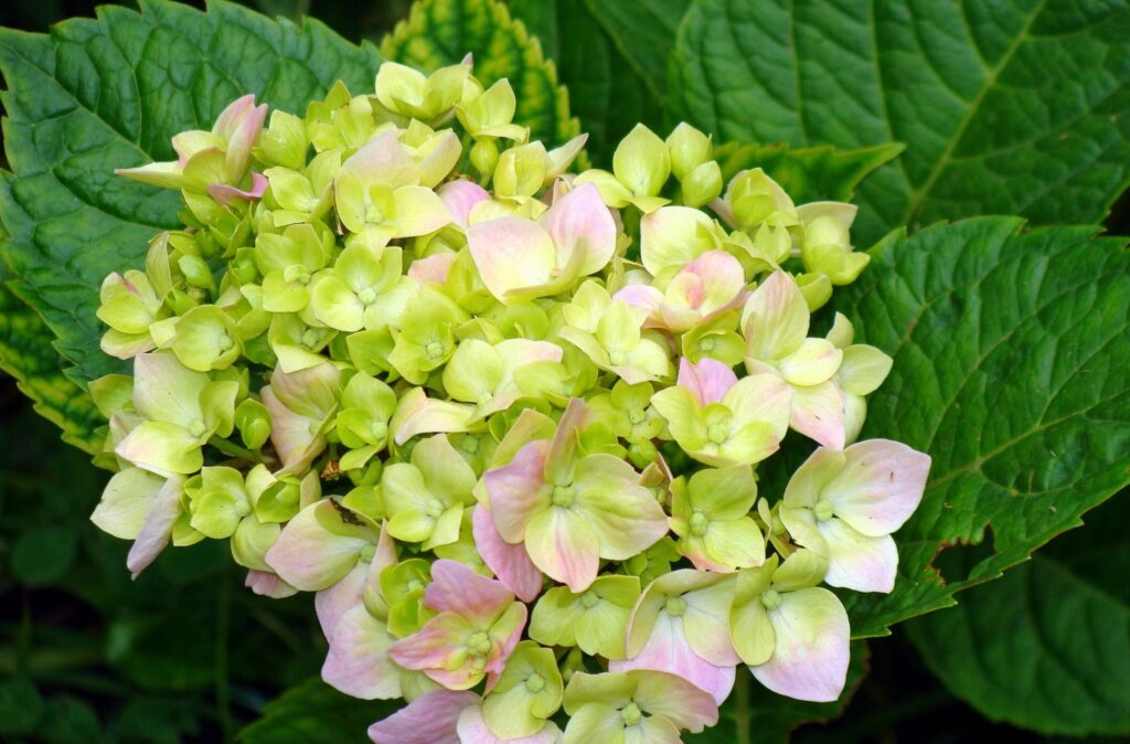 Close-Up of Delicate Pink & Green Hydrangea Blooms - Lush Background Wallpaper