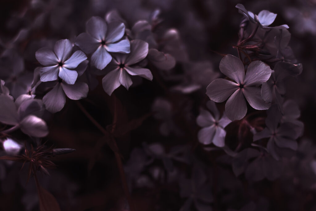 Elegant Macro Hydrangea Wallpaper: Soft Purple & White Blooms