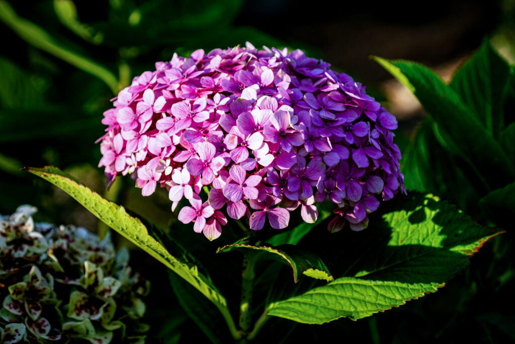 Close-Up Hydrangea Wallpaper: Pink Petals & Lush Green Background
