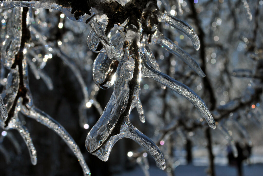 Ice-Covered Tree Branches: Macro Winter Wallpaper Background