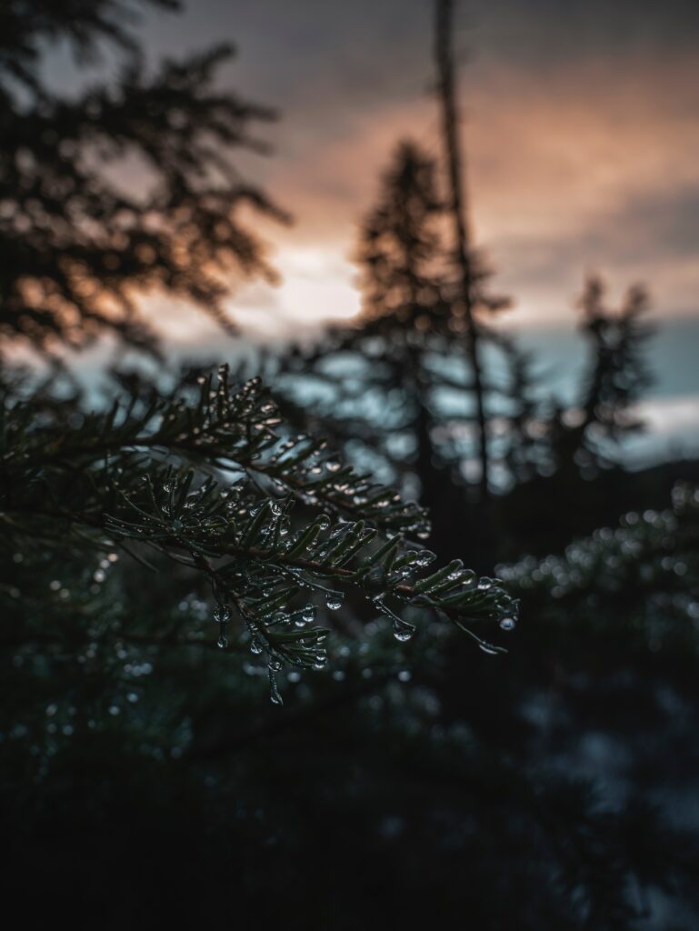 Frosted Tree Needles Wallpaper: Serene Sunset Background
