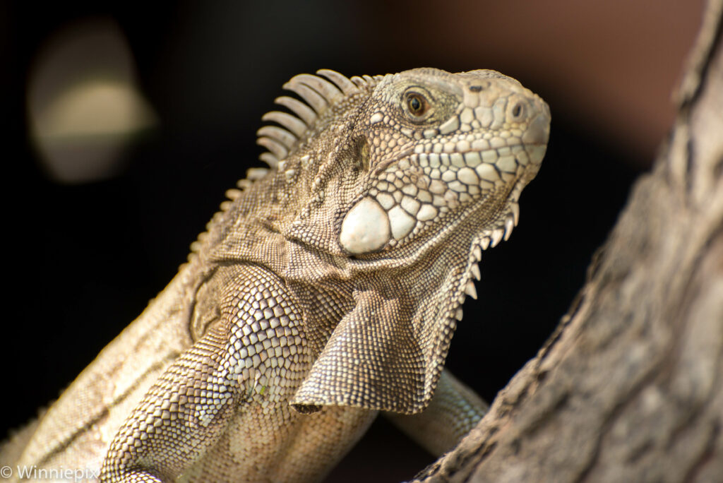Iguana Close-Up on Tree Bark: Wild Nature Wallpaper Background