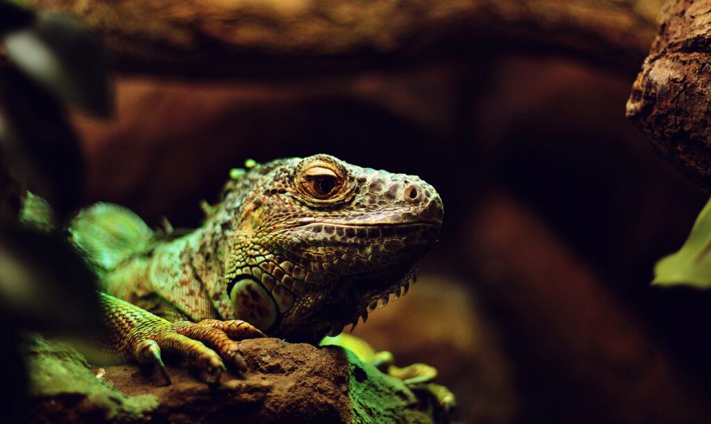 Iguana Close-Up Wallpaper: Serene Earthy Tones & Detailed Scales
