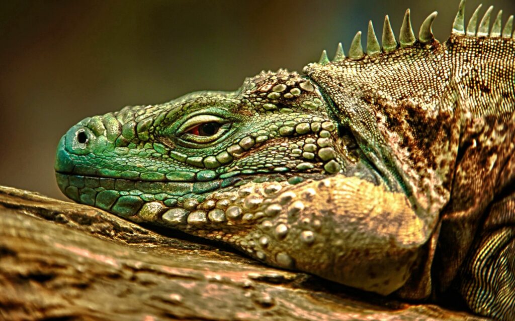 “Close-Up Iguana Wallpaper: Textured Scales & Majestic Patterns”