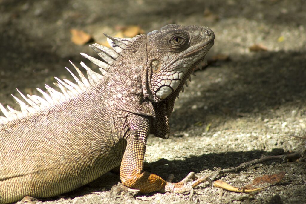 Close-Up Iguana Basking in Sun - Textured Skin & Natural Background Wallpaper
