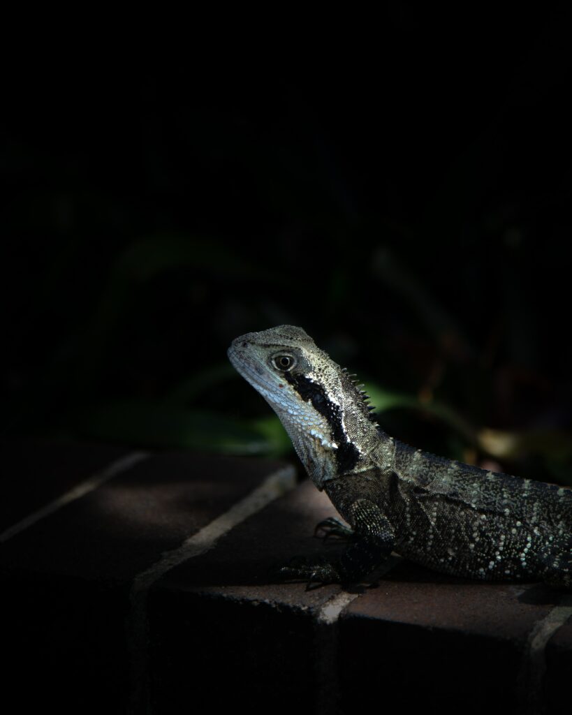 Close-Up Iguana Wallpaper: Textured Scales in Dark Setting