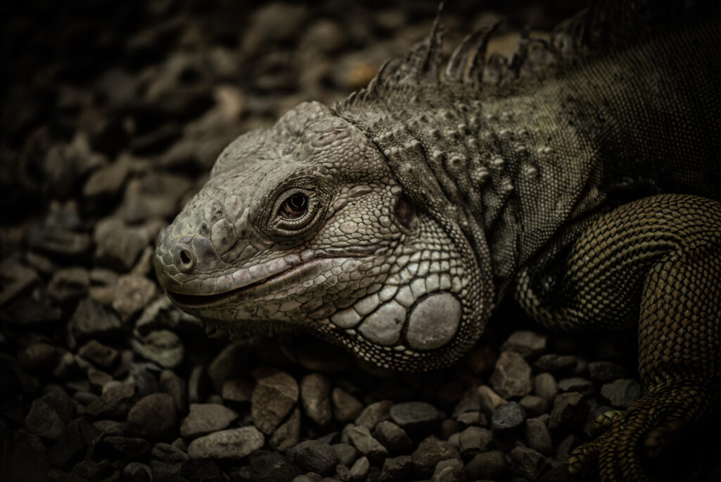 Close-Up Iguana Wallpaper: Captivating Scales on Earthy Stones