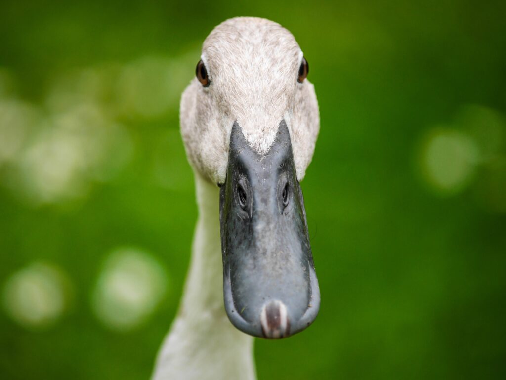 Close-Up Indian Runner Duck Wallpaper on Blurred Green Background
