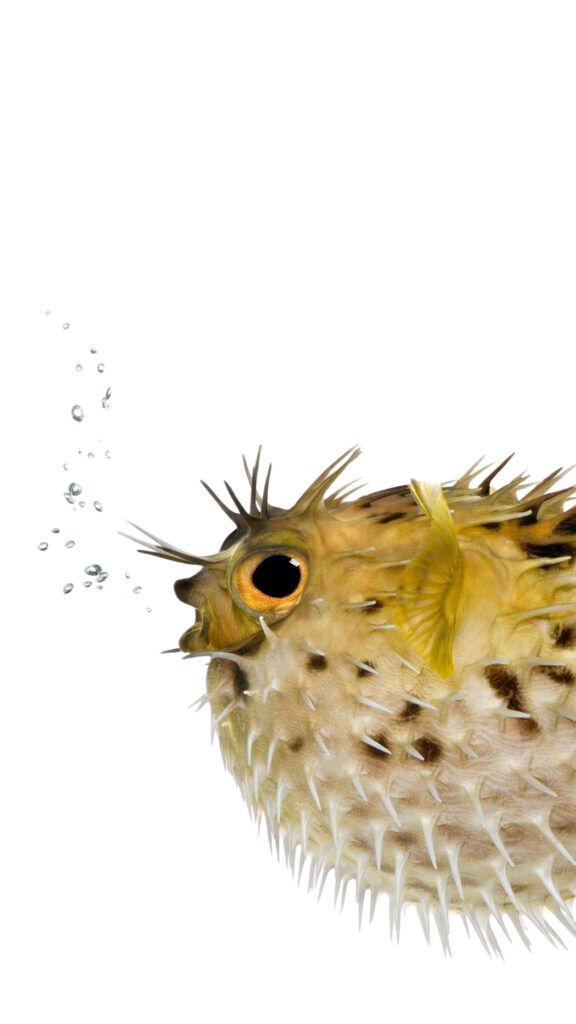 Close-up of inflated blowfish with spiky texture and expressive eye on white background bubbles Wallpaper