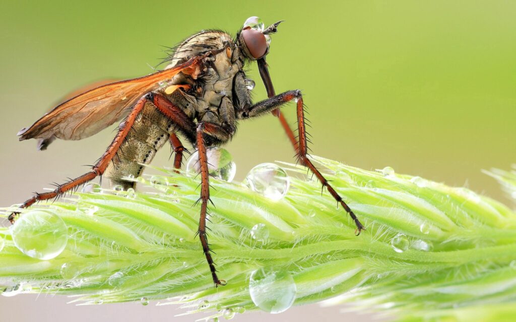 Close-Up Insect Wallpaper: Detailed Legs & Wings on Grass