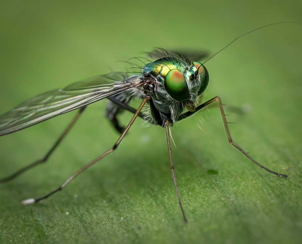 Intricate Insect Wallpaper: Vibrant Green Eyes & Delicate Wings