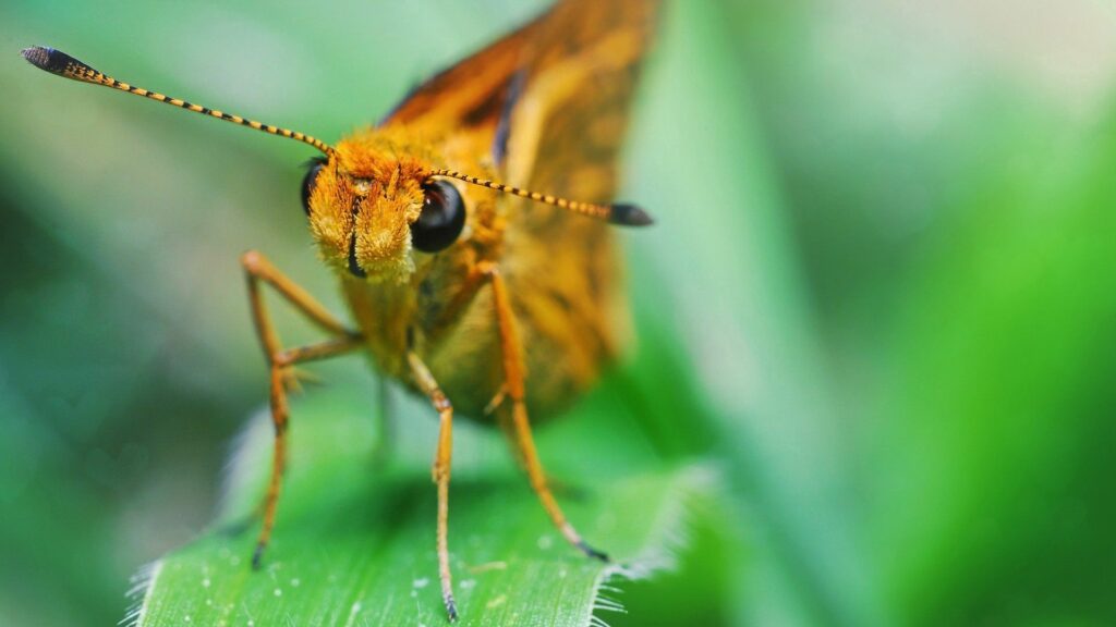 Close-Up Insect on Green Grass - Striking Wallpaper Background