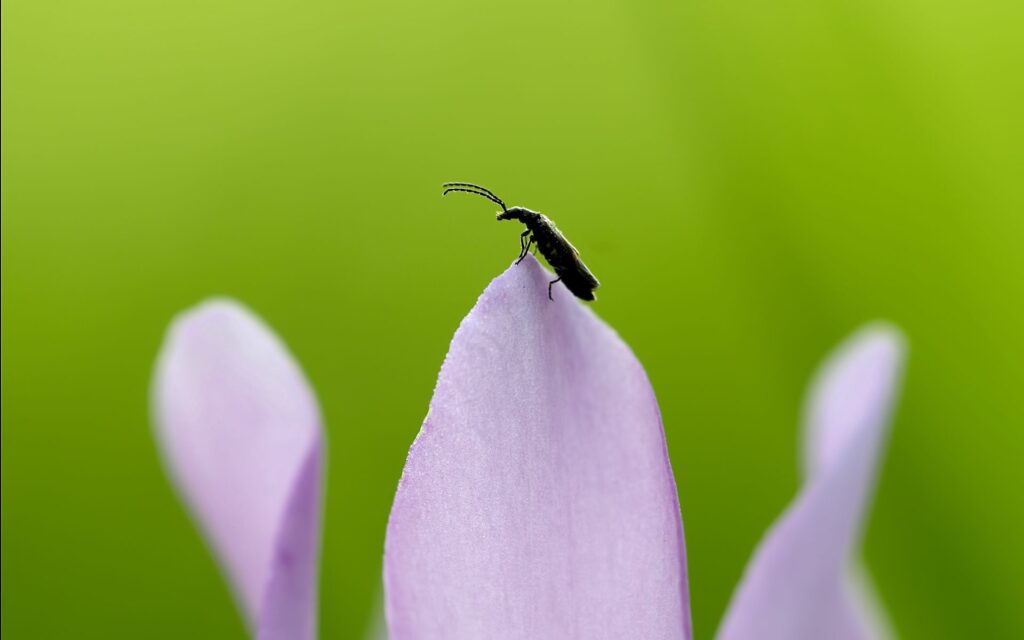 Close-Up Insect on Purple Petal Wallpaper: Nature’s Simple Beauty