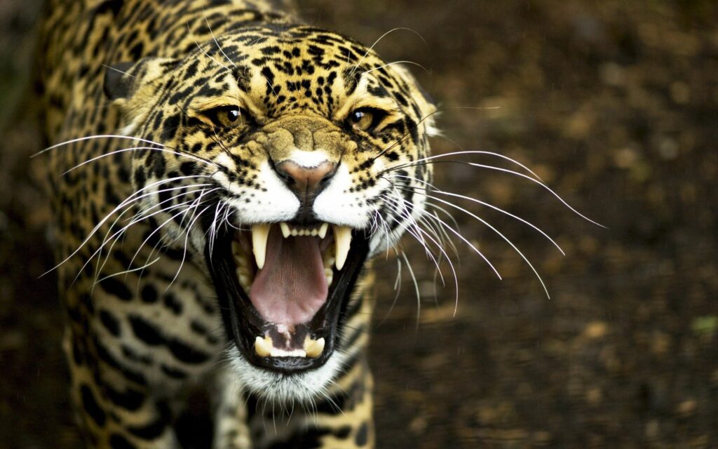 Close-Up Jaguar Teeth Expression: Wild Intensity & Intricate Fur Wallpaper