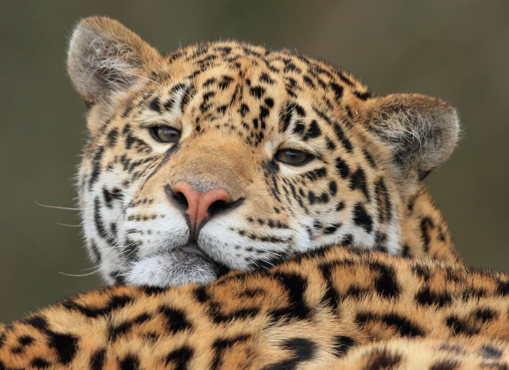 Close-Up Jaguar Wallpaper: Striking Muzzle & Spotted Coat Background