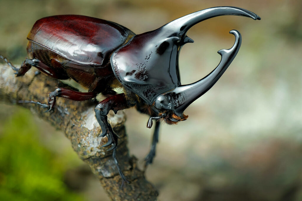 Stunning Close-Up of Japanese Rhinoceros Beetle with Natural Background Wallpaper