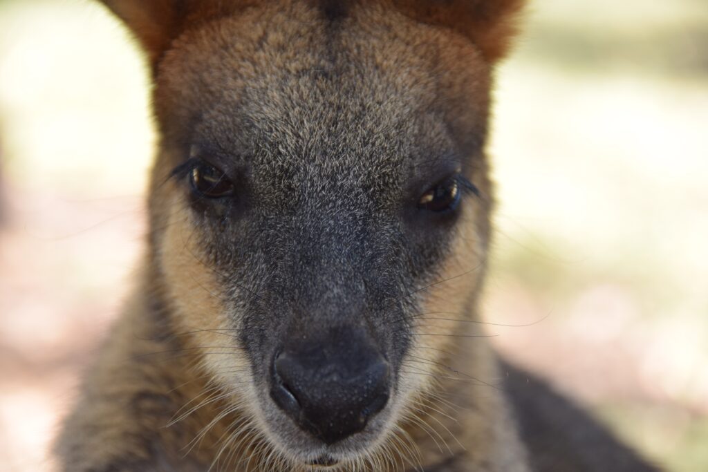 Intimate Kangaroo Close-Up: Expressive Eyes & Detailed Fur Wallpaper