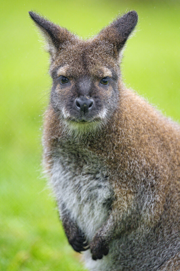 Close-Up Kangaroo Wallpaper: Expressive Face & Soft Fur on Green