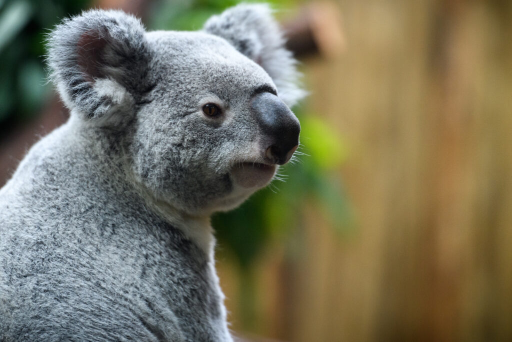 Close-Up Koala Wallpaper: Fluffy Ears & Calm Expression