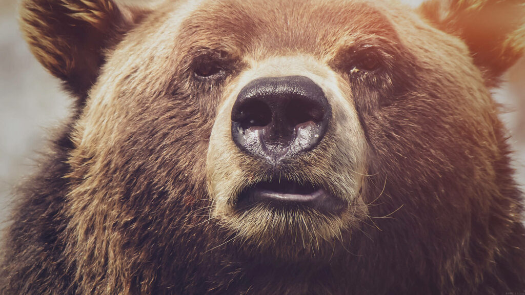 Close-Up Kodiak Bear Wallpaper: Intense Gaze & Stunning Fur Details