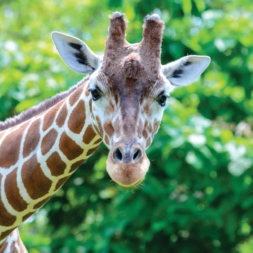 Close-Up of Kordofan Giraffe: Unique Patterns in Natural Habitat Wallpaper