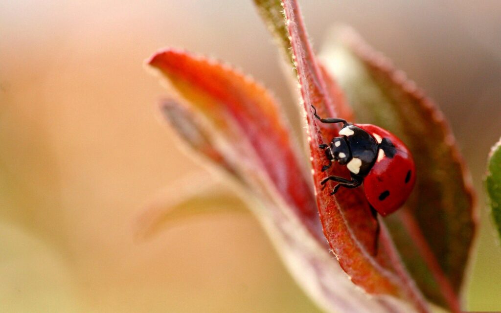 Ladybug on Red Leaf: Vibrant Nature Wallpaper Background