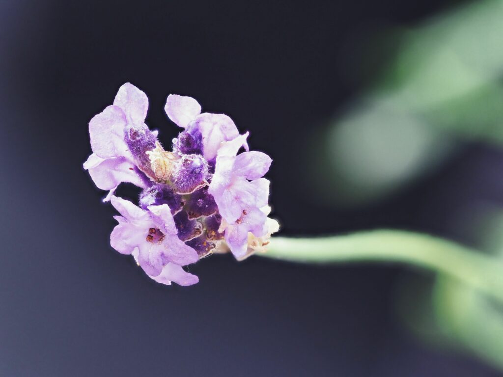 Close-Up Lavender Flower Wallpaper: Soft Purple Petals & Blurred Background