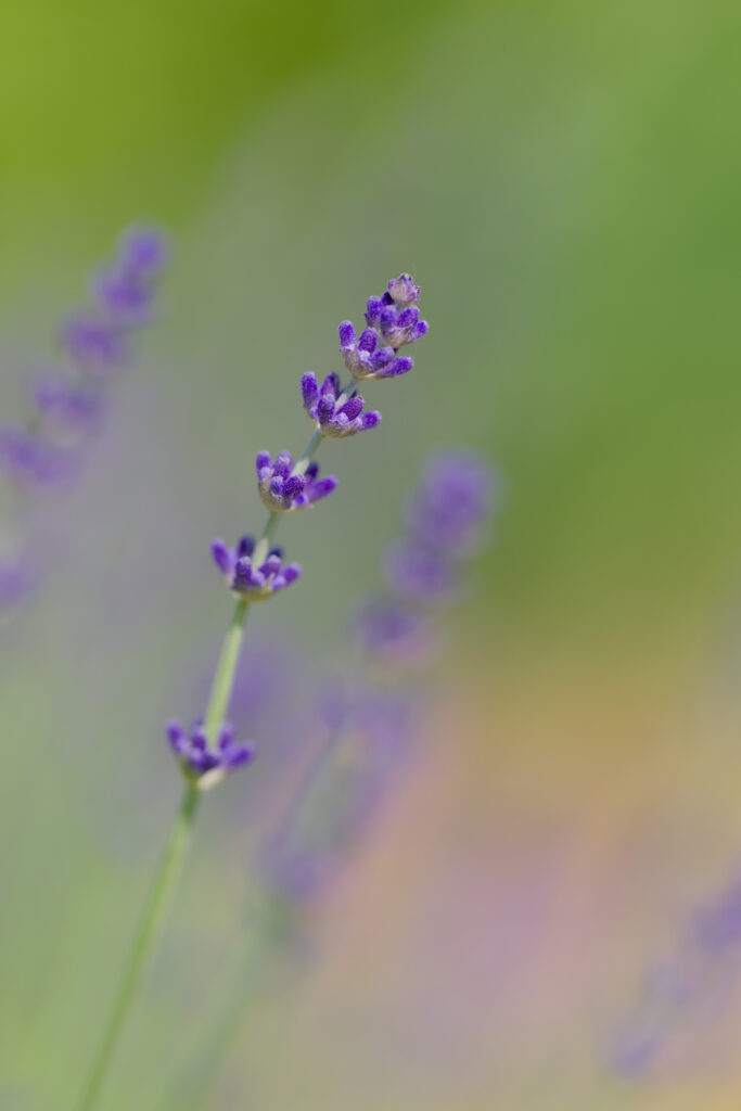 Macro Lavender Flower Close-Up with Blurred Green Background Wallpaper