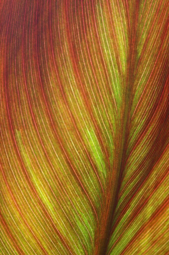 Intricate Leaf Macro: Vibrant Green & Reddish Veins Wallpaper