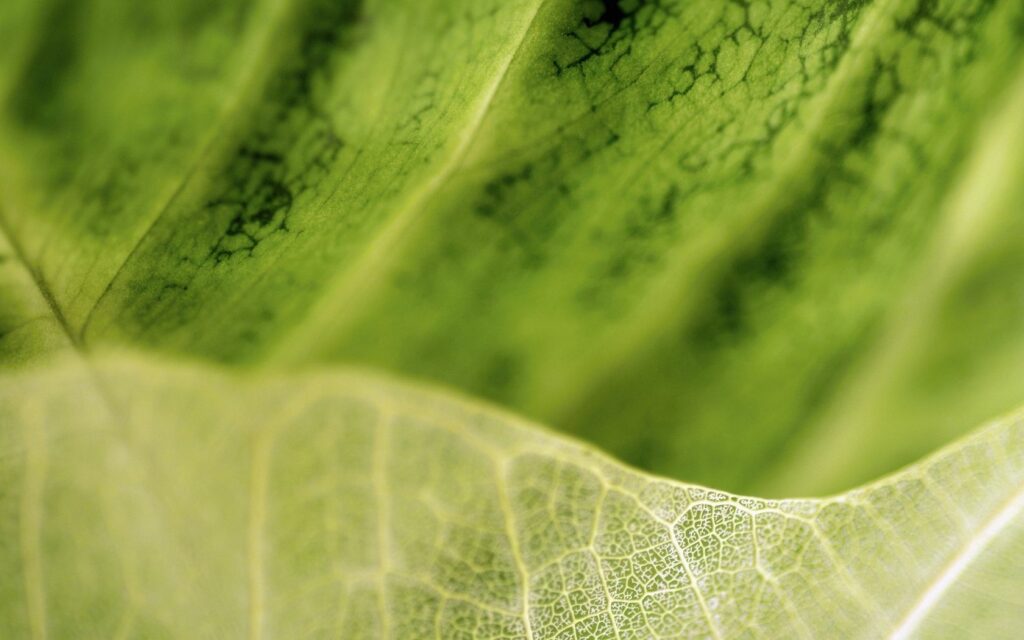 Close-Up Leaf Wallpaper: Intricate Veins & Natural Beauty Background