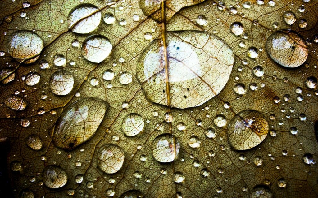 Intricate Leaf Wallpaper: Close-Up Veins & Dew Droplets Background