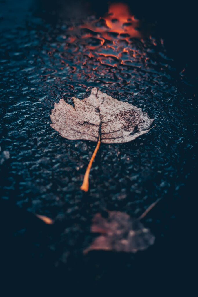 Close-Up Leaf Wallpaper: Intricate Texture & Moist Sheen Background