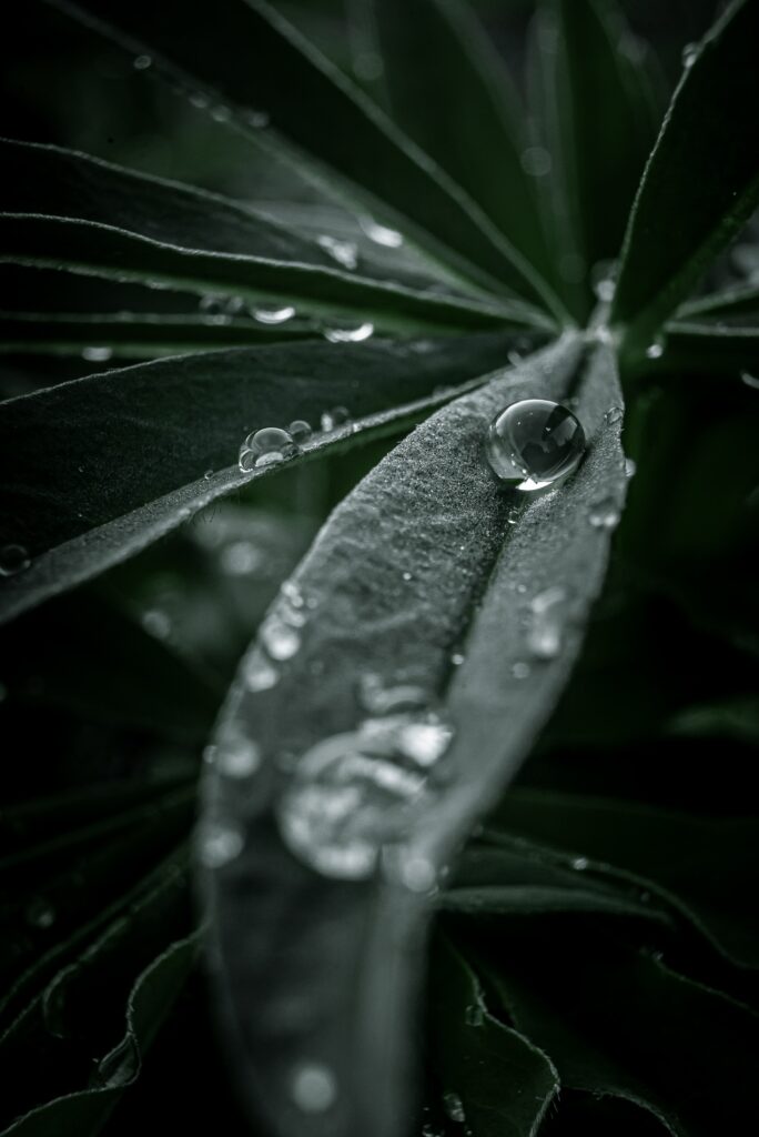 Close-Up Leaf Wallpaper: Water Droplets & Intricate Foliage Beauty