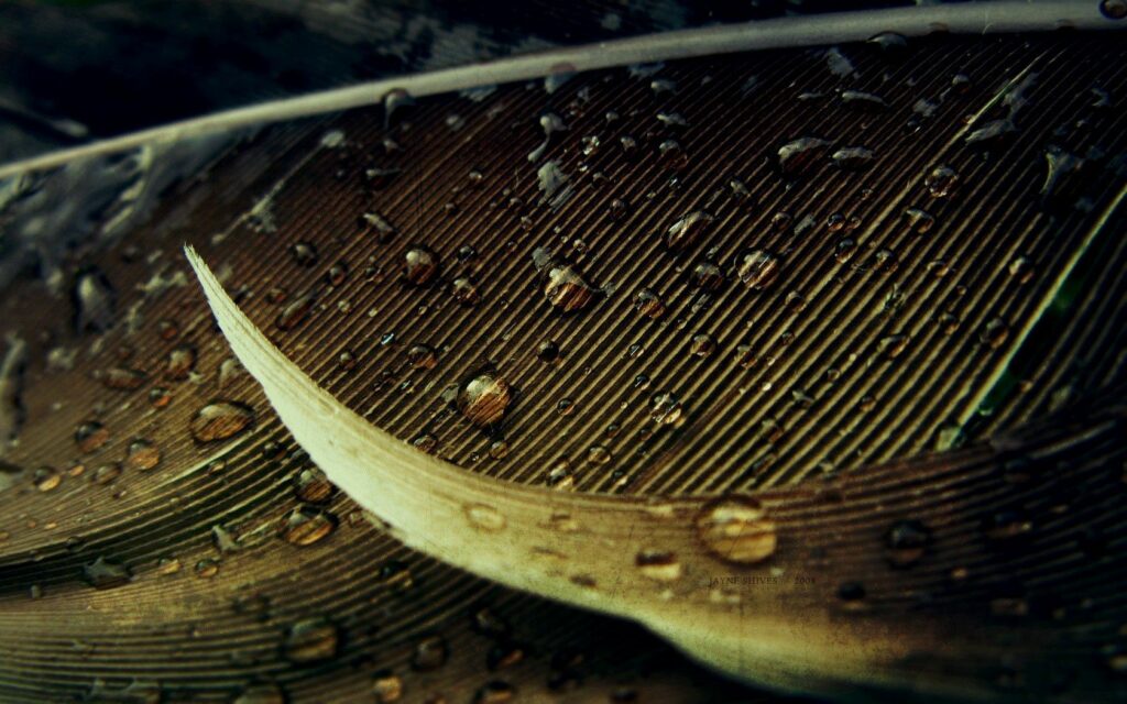 Detailed Leaf Surface Wallpaper: Water Droplets & Textured Shadows