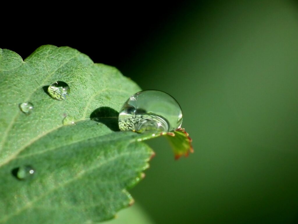 Close-Up Leaf Wallpaper with Dewdrops: Intricate Natural Details