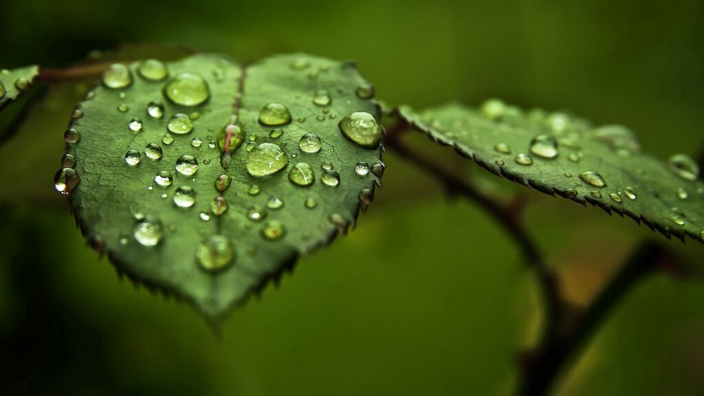 Close-Up Leaf with Water Droplets: Textured Green Wallpaper