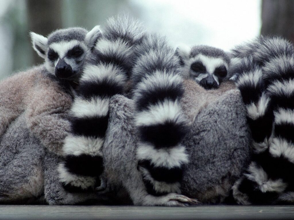 Close-Up of Lemur Family: Striking Tails and Warm Social Nature Wallpaper