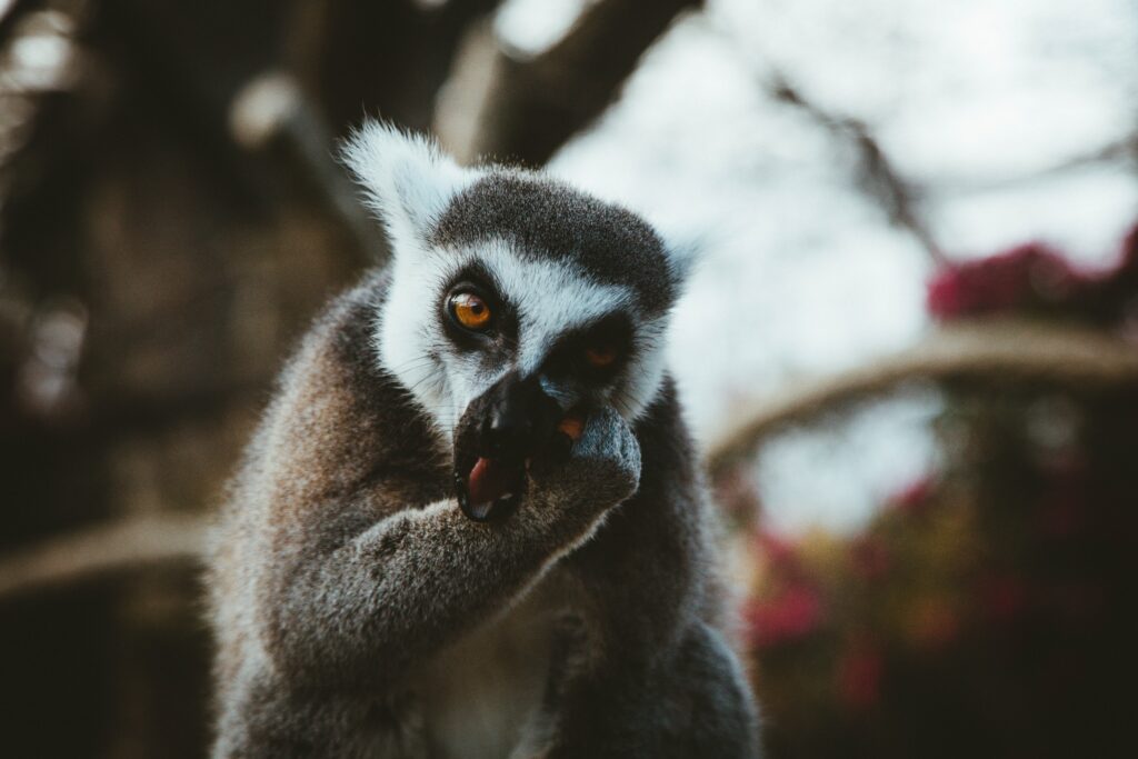 Close-Up Lemur Wallpaper: Expressive Eyes & Soft Background