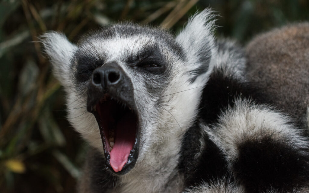 Close-Up Lemur Yawning: High-Res Wallpaper Showcasing Furry Charm