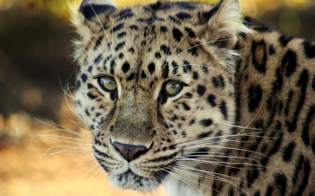 Captivating Leopard Face Wallpaper: Majestic Spots & Intense Gaze