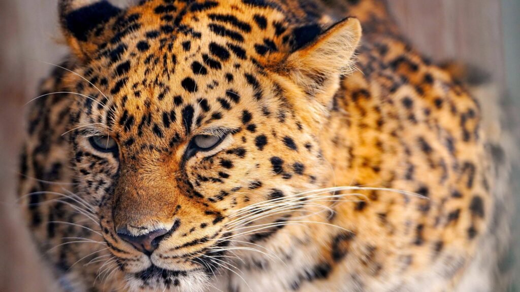 Tired Leopard Close-Up Wallpaper - 2560x1440 Stunning Detail