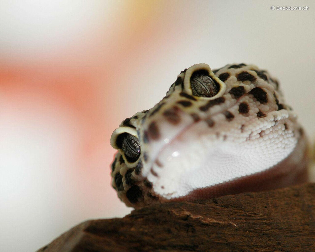 Close-Up Leopard Gecko: Curious Expression & Textured Skin Wallpaper