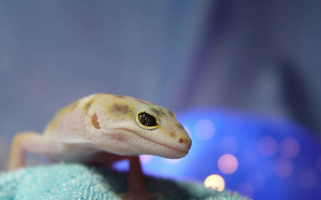 Colorful Leopard Gecko Close-Up: Intricate Patterns & Eye Detail Wallpaper