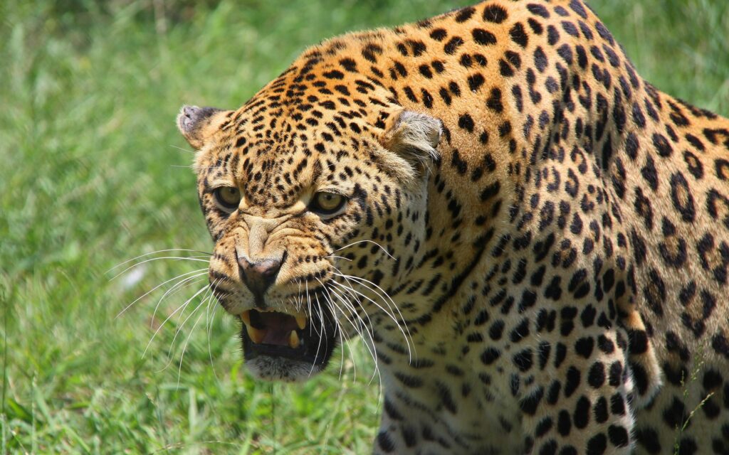 Fierce Leopard Close-Up: Teeth Bared Against Lush Green Background Wallpaper