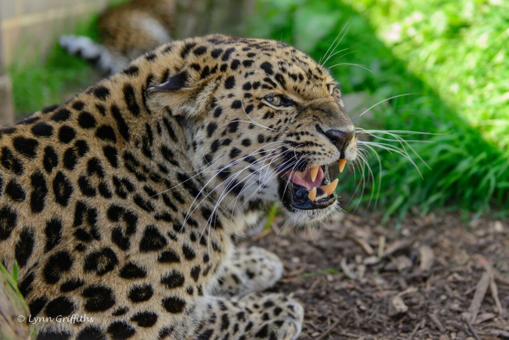 Fierce Leopard Close-Up: Nature's Untamed Beauty in Vibrant Greens Wallpaper