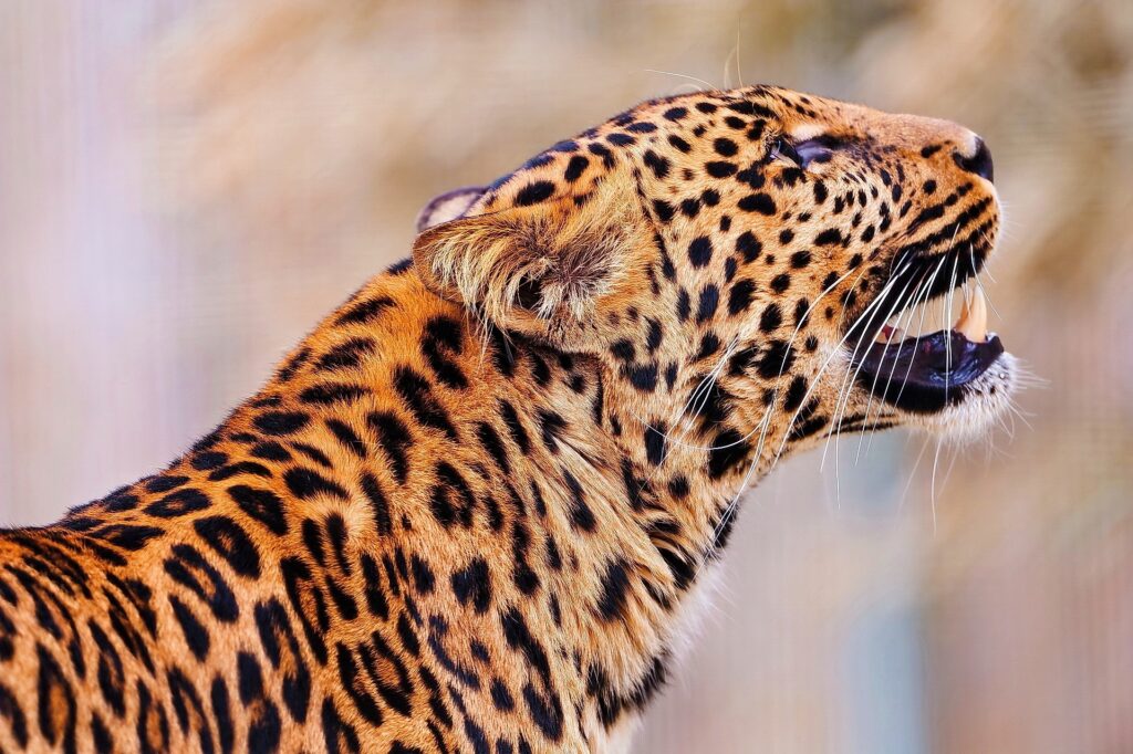 Close-Up Leopard Wallpaper: Spotted Coat & Predatory Grace