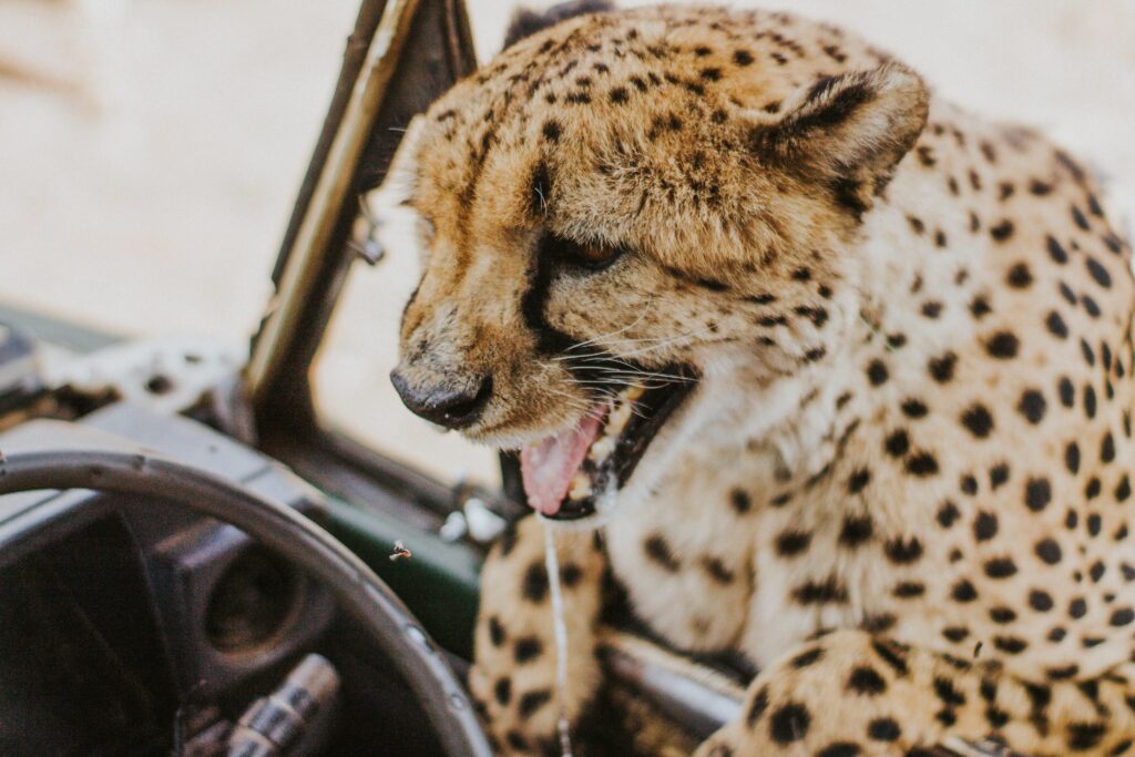 Close-Up of Playful Leopard Tongue Out on Vehicle Edge Wallpaper