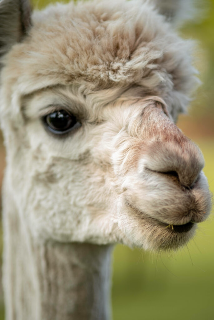Close-up of light brown alpaca face with soft fur and gentle eyes on natural blurred background Wallpaper
